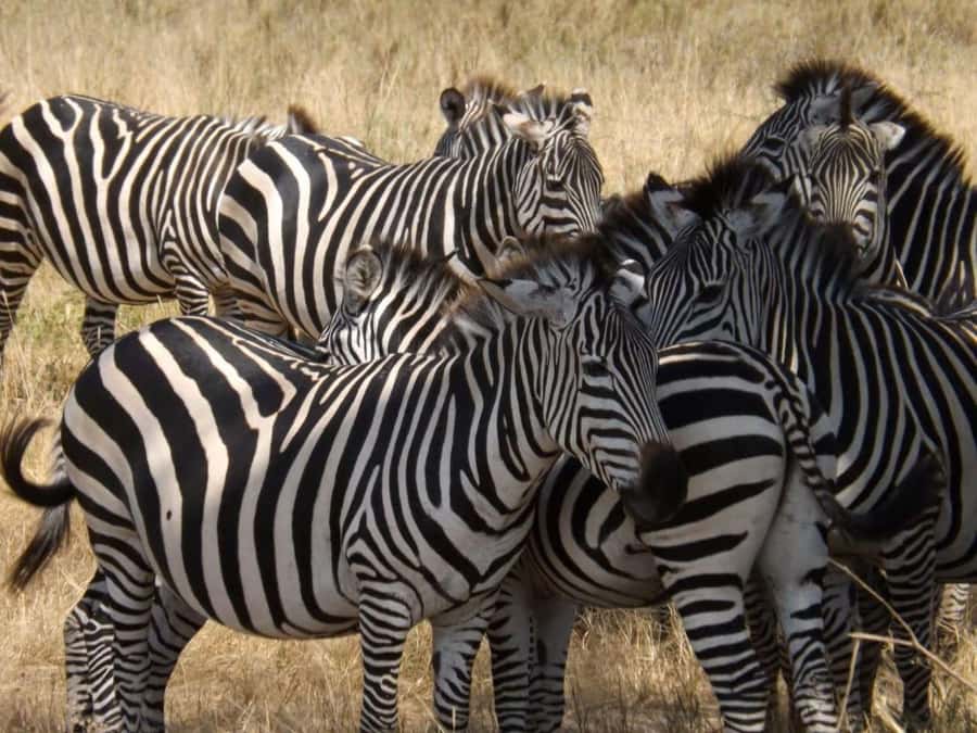From Nairobi: 2-Day Naivasha Safari with Accommodation - Day 2 sunrise on Lake Naivasha, then Crescent Island by boat