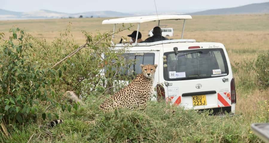 From Nairobi : 2-Days 1-Night Masai Mara Private 4WD Safari - Why This 2-Day Private Safari Makes Sense in the Masai Mara