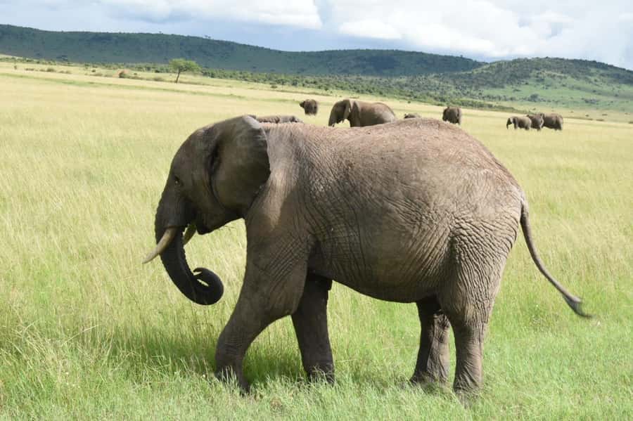 From Nairobi : 2-Days 1-Night Masai Mara Private 4WD Safari - Wildlife in the Mara: What You’re Likely to See in a Short 48 Hours