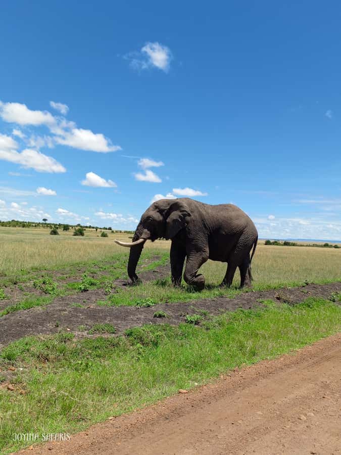 From Nairobi : 2-Days 1-Night Masai Mara Private 4WD Safari - Price and Logistics: What You Really Pay for a Private 2-Day Safari