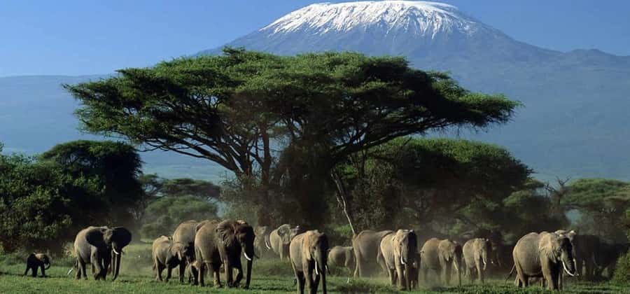 From Nairobi: 3-Day Amboseli National Park Safari - Amboseli With Kilimanjaro Framing the Game Drives