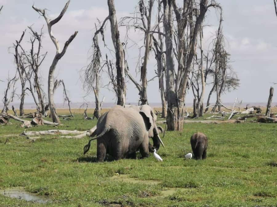 From Nairobi: 3-Day Amboseli National Park Safari - Day 2: Morning Game Drive With Kilimanjaro Backdrop, Big Five Chances, and Optional Maasai Boma