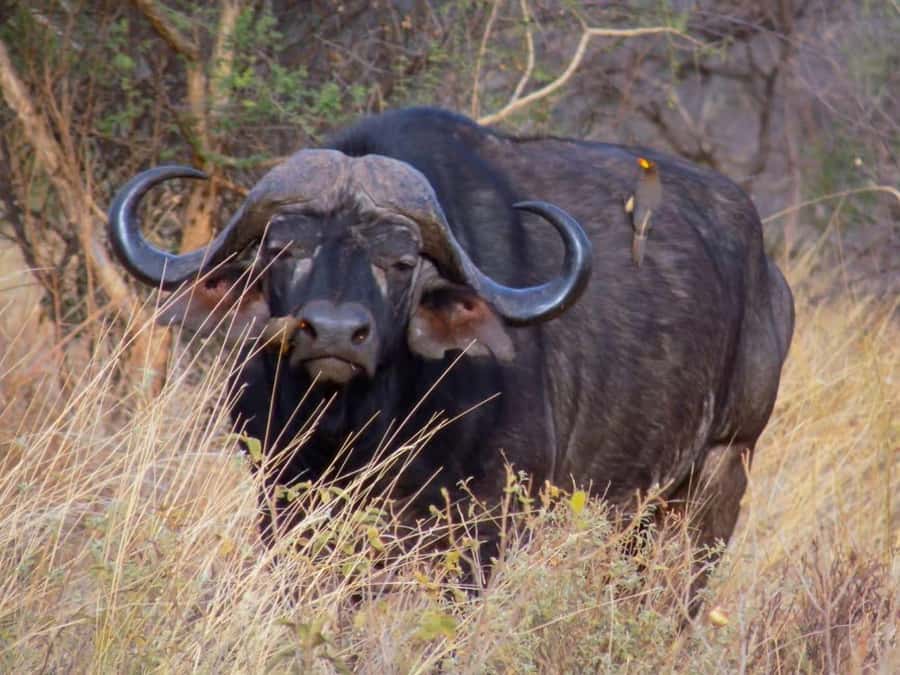 From Nairobi: 3-Day Amboseli National Park Safari - Day 3: The 0630 Game Drive Finish, Picnic Lunch En Route, Back to Nairobi Early Afternoon