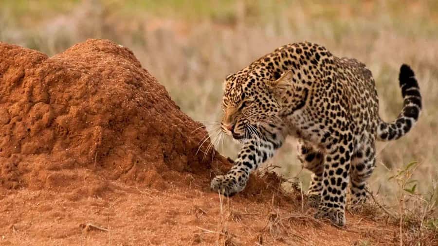 From Nairobi: 3-Day Amboseli National Park Safari - Guide and Vehicle Quality, and What to Check Before You Go