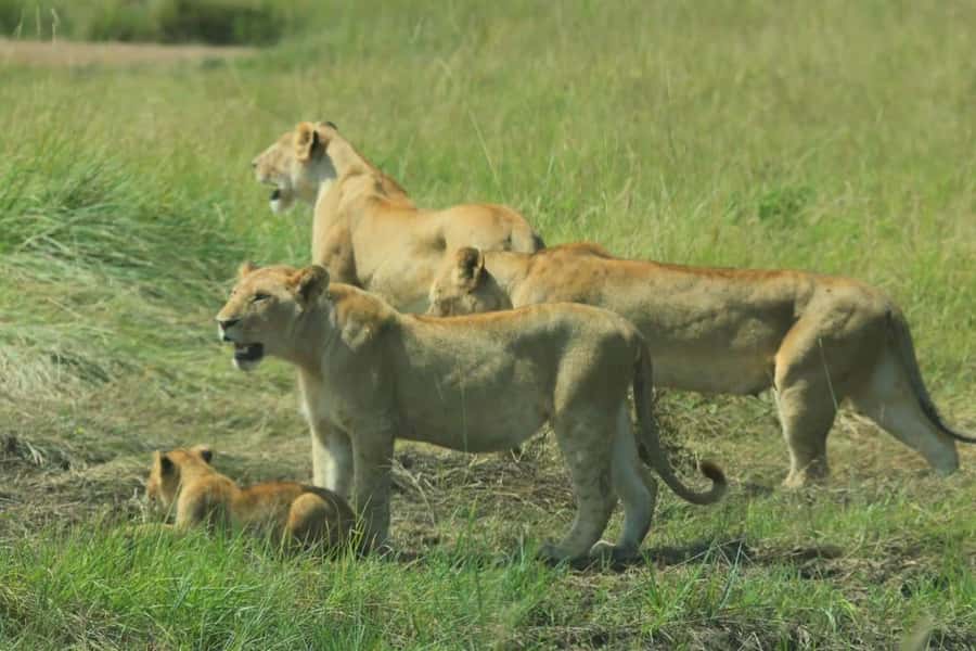 From Nairobi: 3-Day Amboseli National Park Safari - FAQ