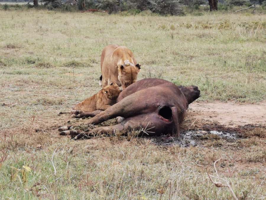 From Nairobi: 3-Day Amboseli National Park Safari - Day 1: Nairobi to Amboseli, Lunch on Arrival, and an Afternoon Game Drive