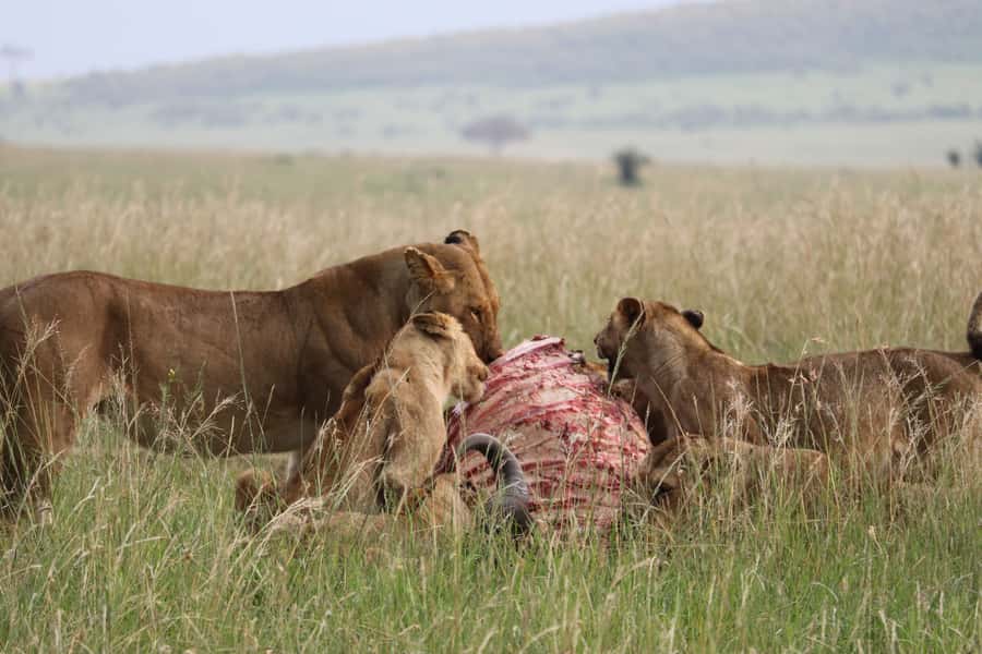From Nairobi: 3 Days, 2 Nights Maasai Mara Group Safari - Maasai Village Option on the Way Back to Nairobi