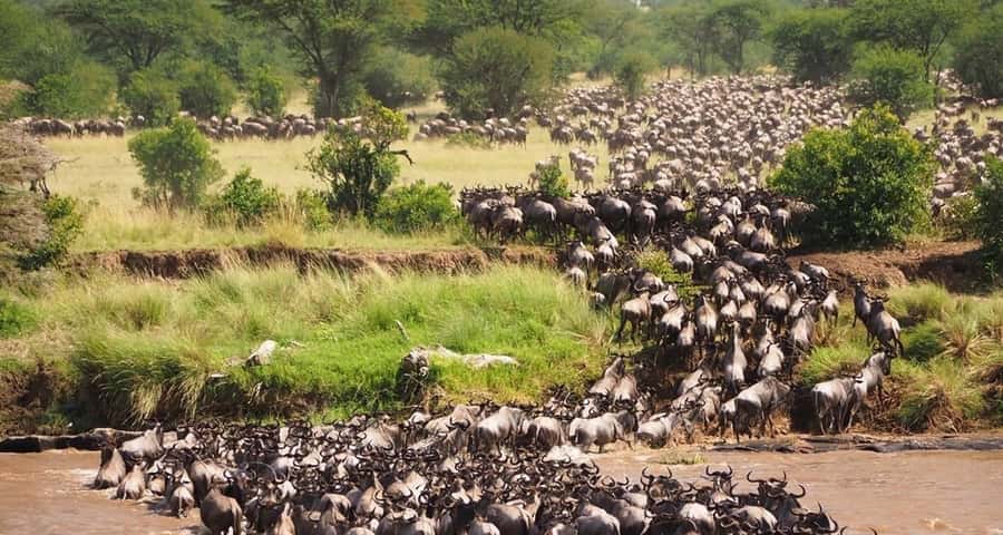 From Nairobi:3-Days 2-Nights Maasai Mara Group Safari in 4WD - Maasai Mara in 3 days: what you really get from this group safari