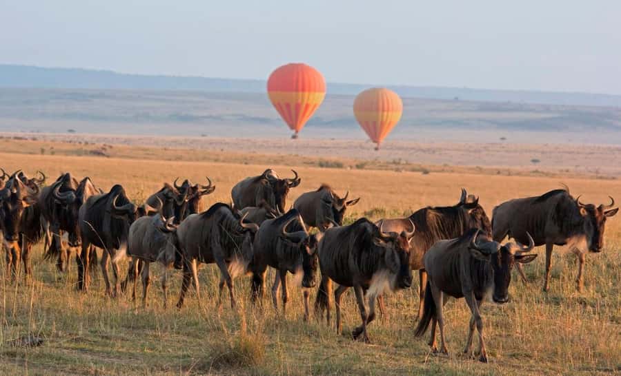 From Nairobi:3-Days 2-Nights Maasai Mara Group Safari in 4WD - Day 1 in the Mara: lunch, check-in, then a 4:00 to 6:00 drive