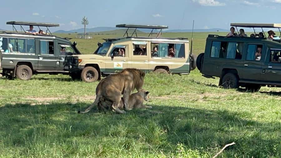 From Nairobi:3-Days 2-Nights Maasai Mara Group Safari in 4WD - Day 2 full-day safari: early morning, afternoon searching, sunset photos