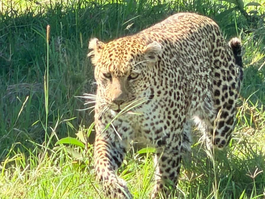 From Nairobi:3-Days 2-Nights Maasai Mara Group Safari in 4WD - The money math: what $230 includes, and what you must budget separately