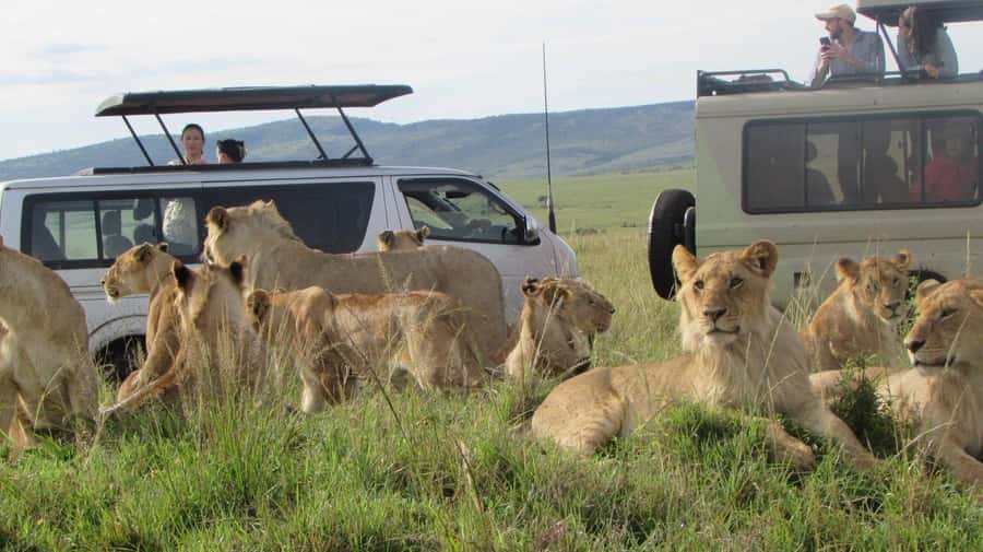 From Nairobi:3-Days 2-Nights Maasai Mara Group Safari in 4WD - Open-roof game drives: how to get better sightings and photos