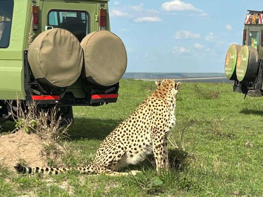 From Nairobi:3-Days 2-Nights Maasai Mara Group Safari in 4WD - Guide style and group pace: what George and Mark taught me to expect