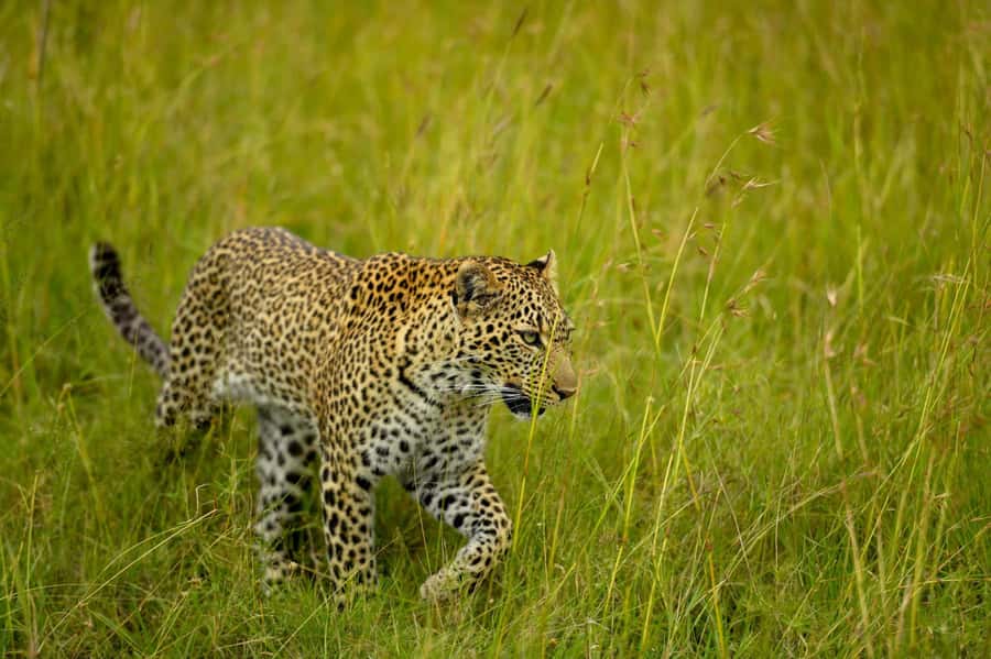 From Nairobi:3-Days 2-Nights Maasai Mara Group Safari in 4WD - Wildlife expectations: what you might see beyond the headline Big Five