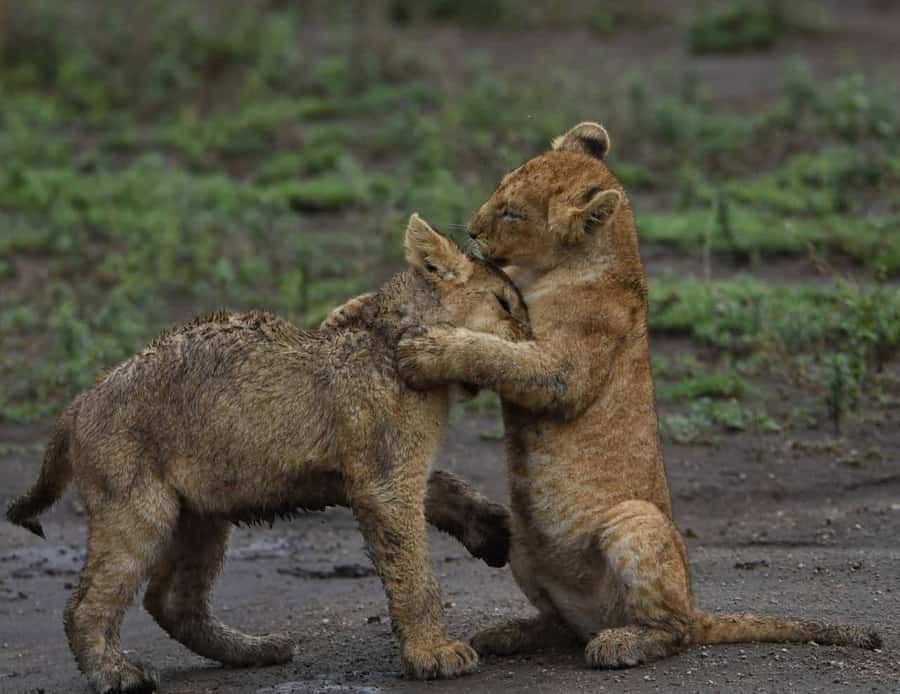 From Nairobi:3-Days 2-Nights Maasai Mara Group Safari in 4WD - Nairobi pickup and the Rift Valley viewpoint stop