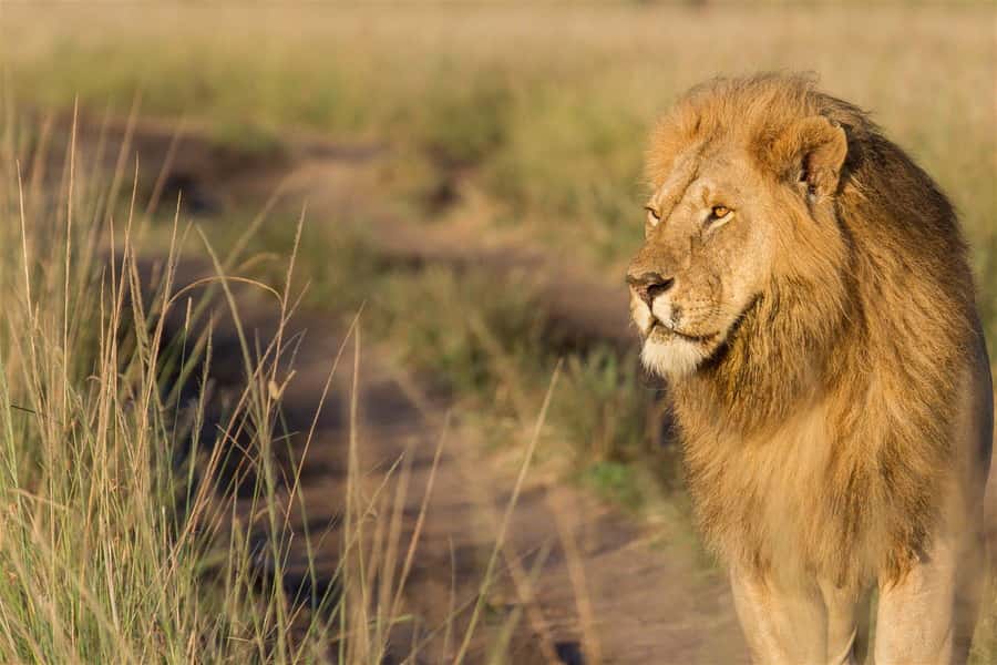 From Nairobi: 3 Days 2 Nights Masai Mara Group Safari - Key things I’d watch for on this Maasai Mara group safari