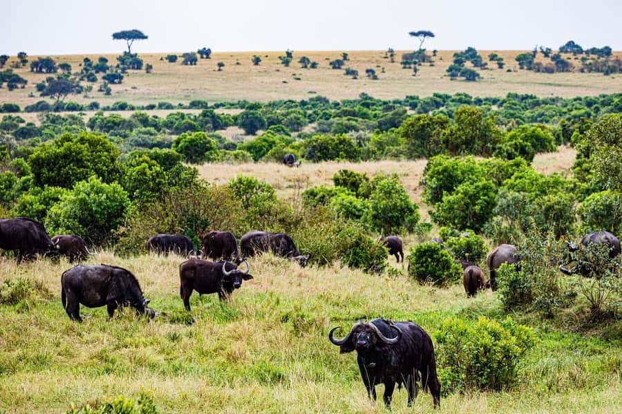 From Nairobi: 3 Days 2 Nights Masai Mara Group Safari - Why Maasai Mara in 3 days fits real schedules