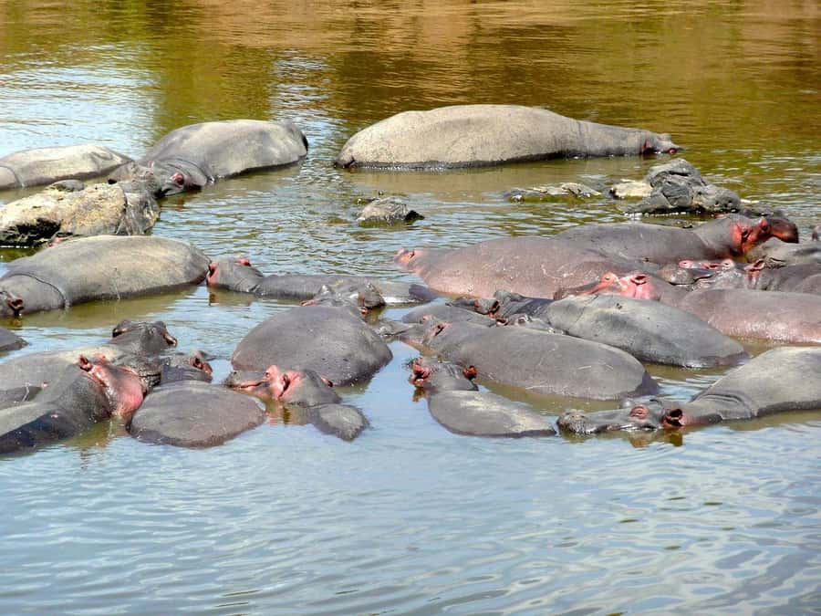 From Nairobi: 3 Days 2 Nights Masai Mara Group Safari - Price and value: what $200 includes, and what you must budget locally