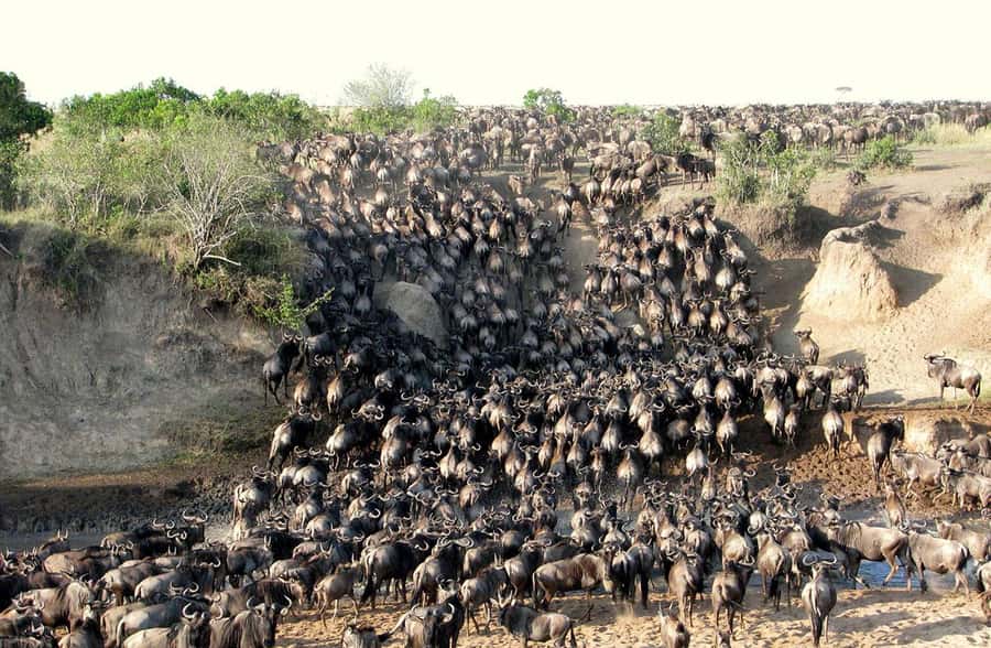 From Nairobi: 3 - Days Maasai Mara Group Safari by 4WD - Key Things I’d Watch For
