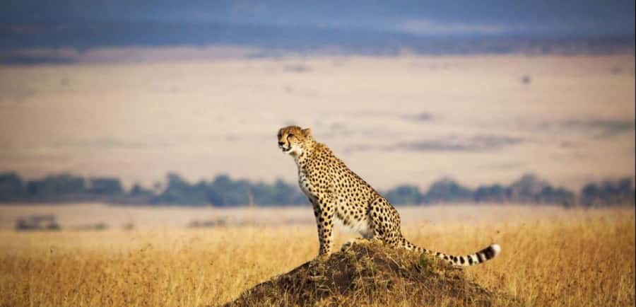 From Nairobi: 3 - Days Maasai Mara Group Safari by 4WD - Nairobi Pickup and the Great Rift Valley View That Sets the Tone