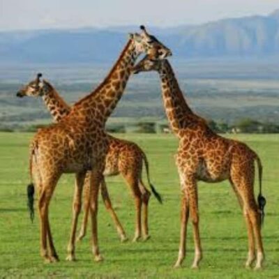 3 – Days Maasai Mara Group Safari by 4WD