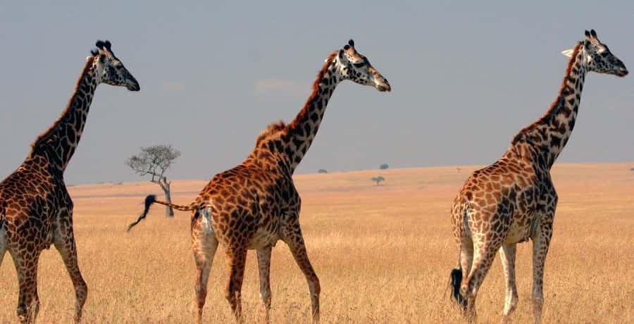From Nairobi: 4-Day Maasai Mara and Lake Nakuru Group Safari - Heading to Nakuru: Morning Check-Out and a Late Evening Arrival