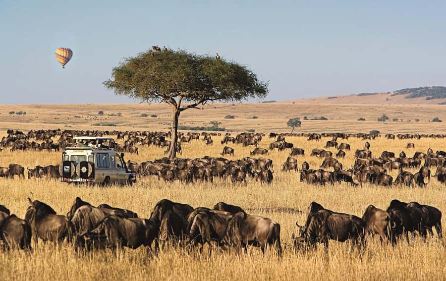 From Nairobi: 4-Day Maasai Mara and Lake Nakuru Group Safari - Lake Nakuru in the Morning: White Rhinos and Bird Life