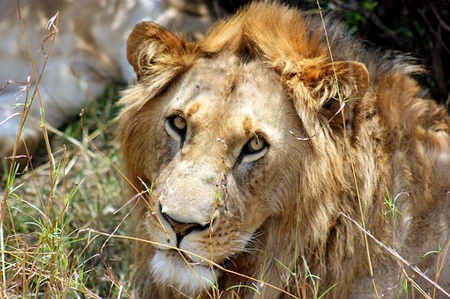 From Nairobi: 7 Days Masai Mara, Nakuru, and Amboseli Safari - The Big Five Route, and Why This Mix Works