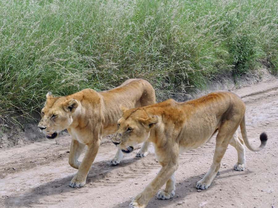 From Nairobi: 7 Days Masai Mara, Nakuru, and Amboseli Safari - Lake Naivasha: Boat Ride for Birds and Hippos