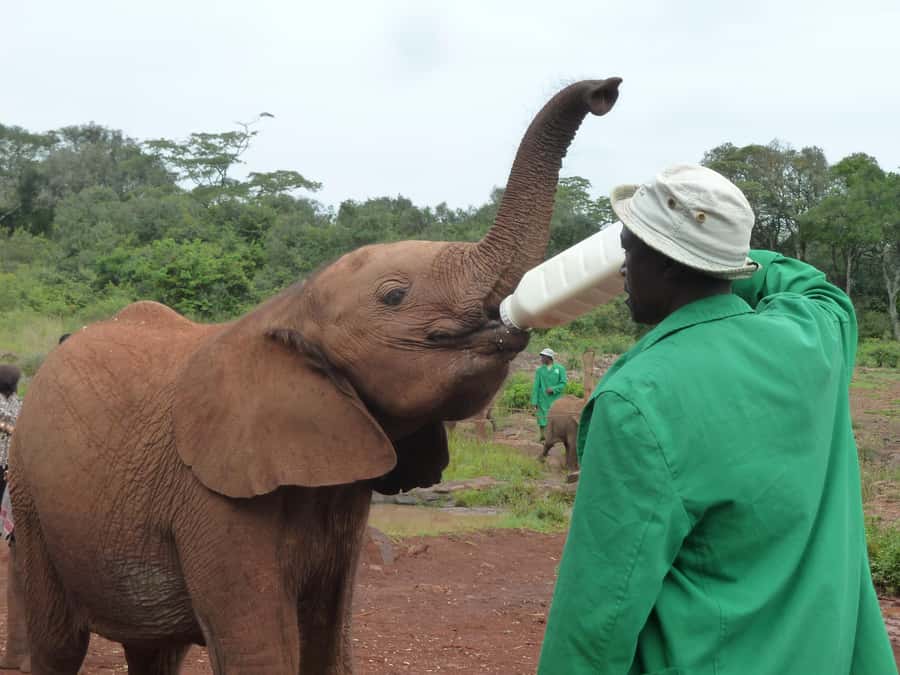 From Nairobi: David Sheldrick Elephant Orphanage Tour - Key points to know before you go
