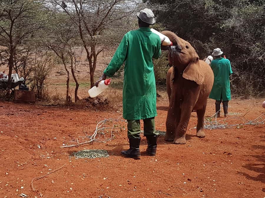 From Nairobi: David Sheldrick Elephant Orphanage Tour - Why David Sheldrick’s orphanage routine is a must-do from Nairobi