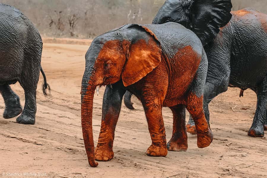 From Nairobi: David Sheldrick Elephant Orphanage Tour - Group size, guide language, and accessibility