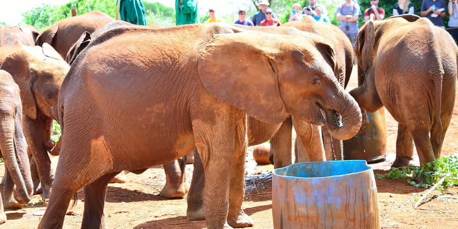From Nairobi: David Sheldrick Elephant Orphanage Tour - Pickup, drive time, and timing in Nairobi traffic