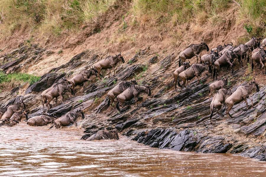 From Nairobi: Day Tour to Maasai Mara - Key highlights you’ll care about