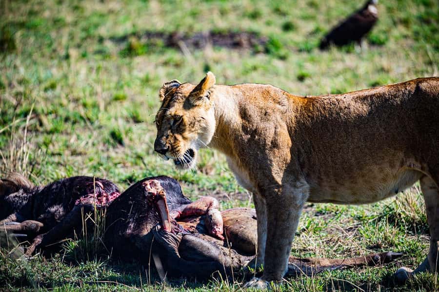 From Nairobi: Day Tour to Maasai Mara - The 13:00 Picnic Lunch Break, Under Tree Shade