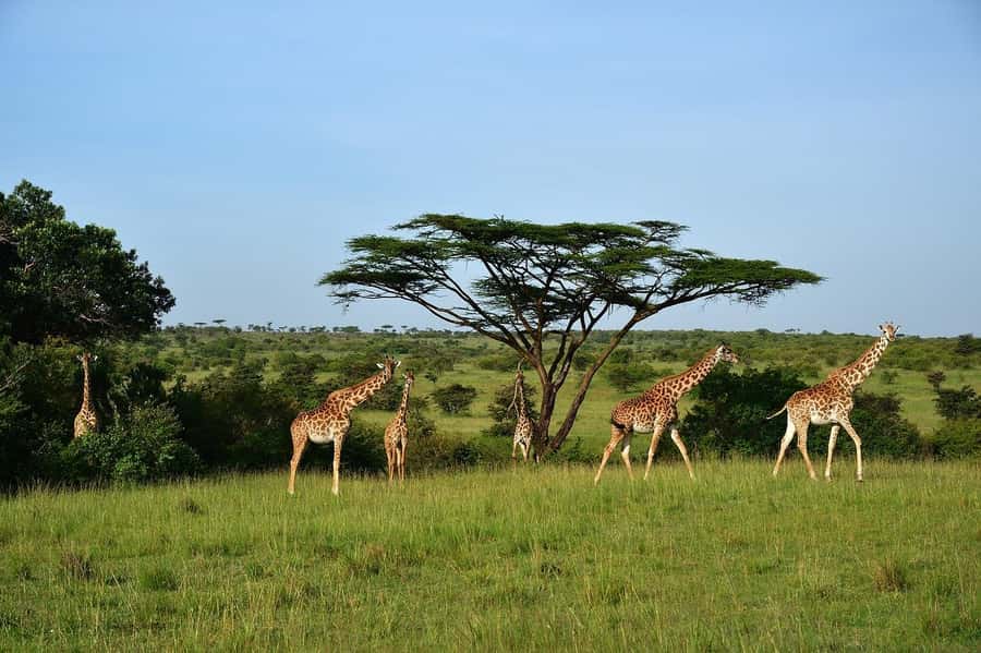 From Nairobi: Day Tour to Maasai Mara - Price and Value: The $250 Base Plus Seasonal Park Fees