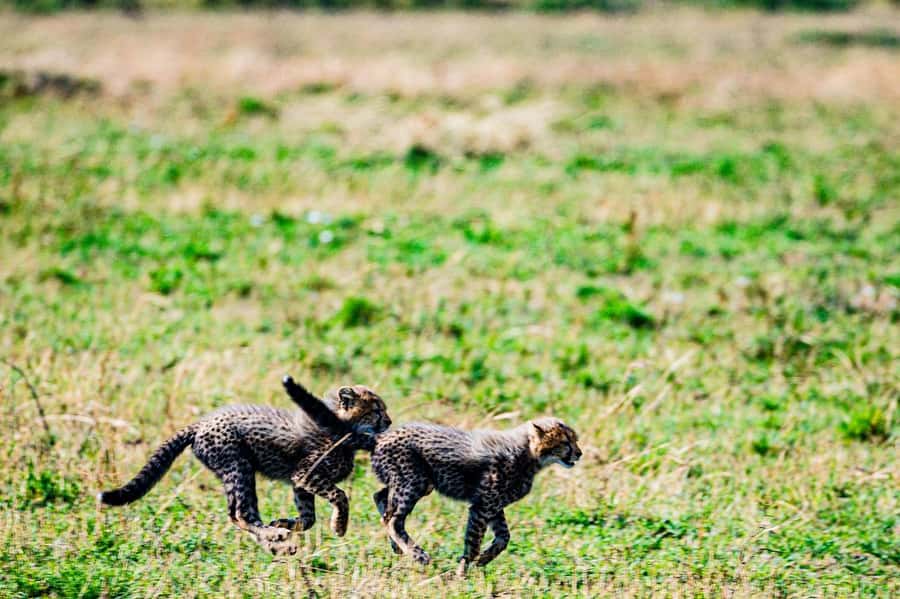 From Nairobi: Day Tour to Maasai Mara - The Guides and Driving Style That Makes Sightings Happen