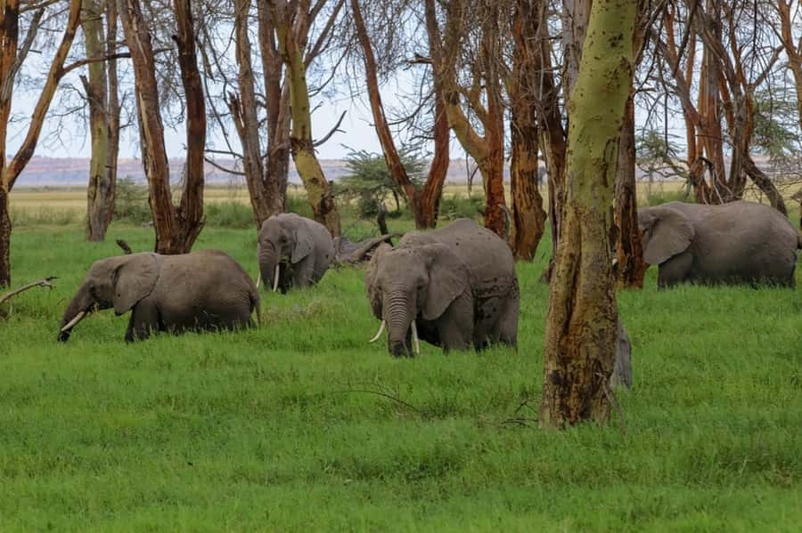 From Nairobi: Day Trip to Amboseli National Park - The Nairobi sunrise, plus an early start that pays off