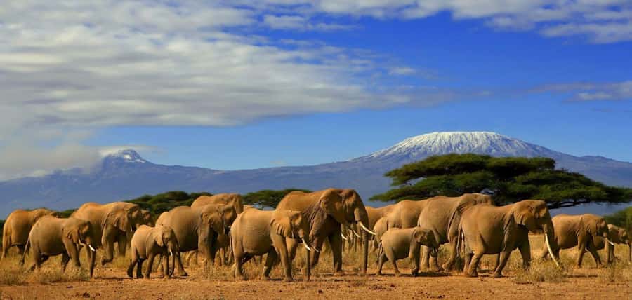 From Nairobi: Day Trip to Amboseli National Park - How the Kilimanjaro views work (and when they don’t)