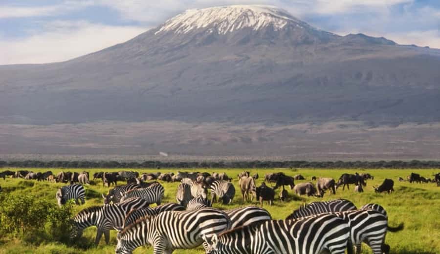 From Nairobi: Day Trip to Amboseli National Park - Game drive style: long enough for sightings, structured enough for comfort