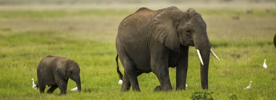 From Nairobi: Day Trip to Amboseli National Park - The short early afternoon drive, then back to Nairobi