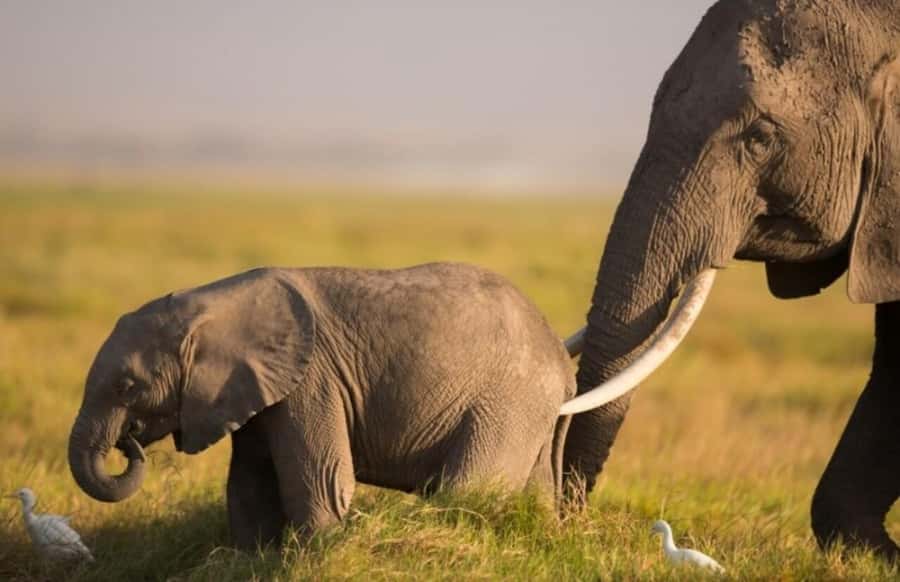 From Nairobi: Day Trip to Amboseli National Park - What to bring so you enjoy the full day