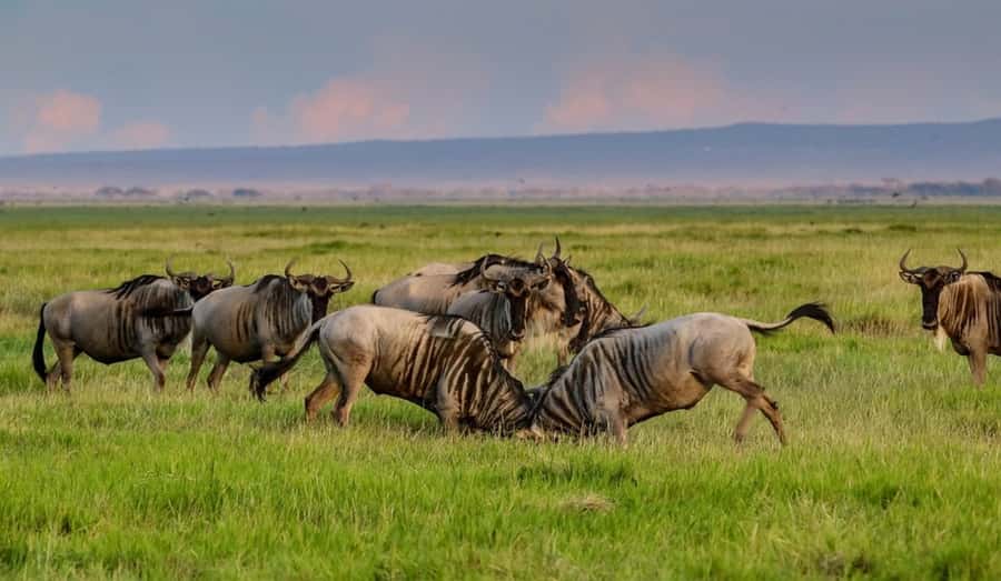 From Nairobi: Day Trip to Amboseli National Park - Amboseli’s big draw is elephants, and the plains set the stage