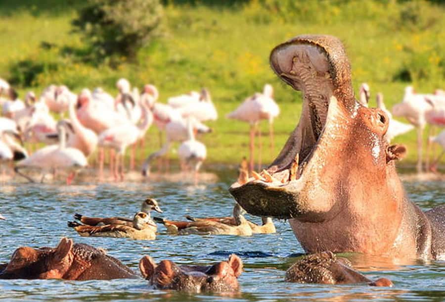 From Nairobi: Day Trip to Hells gate and Lake Naivasha - The Great Rift Valley Viewpoint Stop: Photos and Orientation Before the Parks