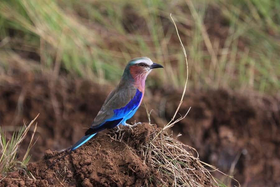 From Nairobi: Day Trip to Hells gate and Lake Naivasha - Lake Naivasha: Wildlife Viewing That Feels Close and Personal