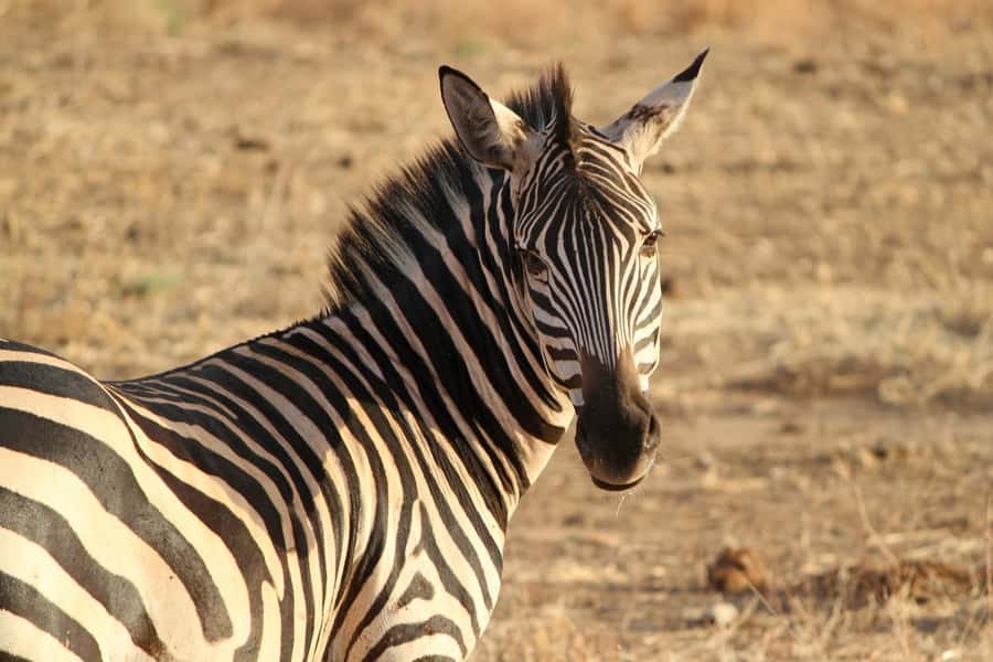 From Nairobi: Day Trip to Hells gate and Lake Naivasha - Boat Cruise Cost on Naivasha: The $25 Per Person Reality Check