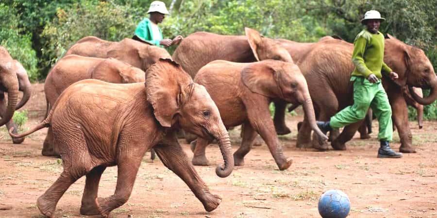 From Nairobi: Elephant Orphanage and Giraffe Center Day Trip - Key takeaways before you go