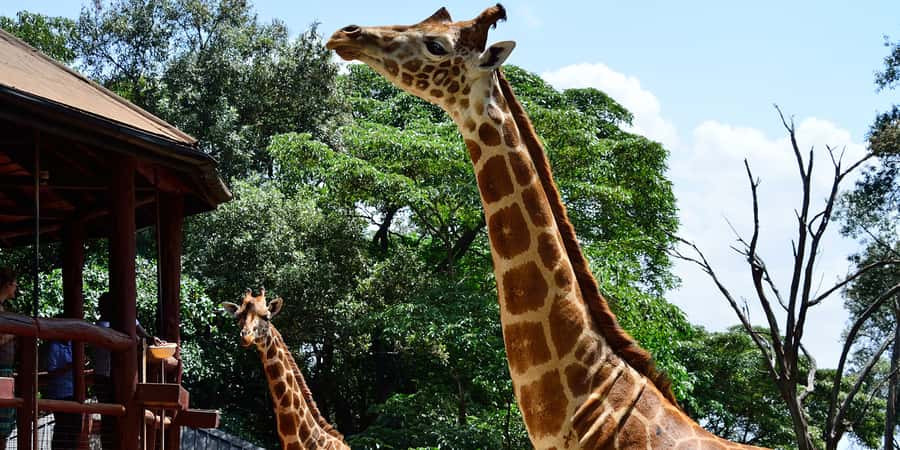From Nairobi: Elephant Orphanage and Giraffe Center Day Trip - A Nairobi Day Trip That Hits Animals and Craft in One Loop