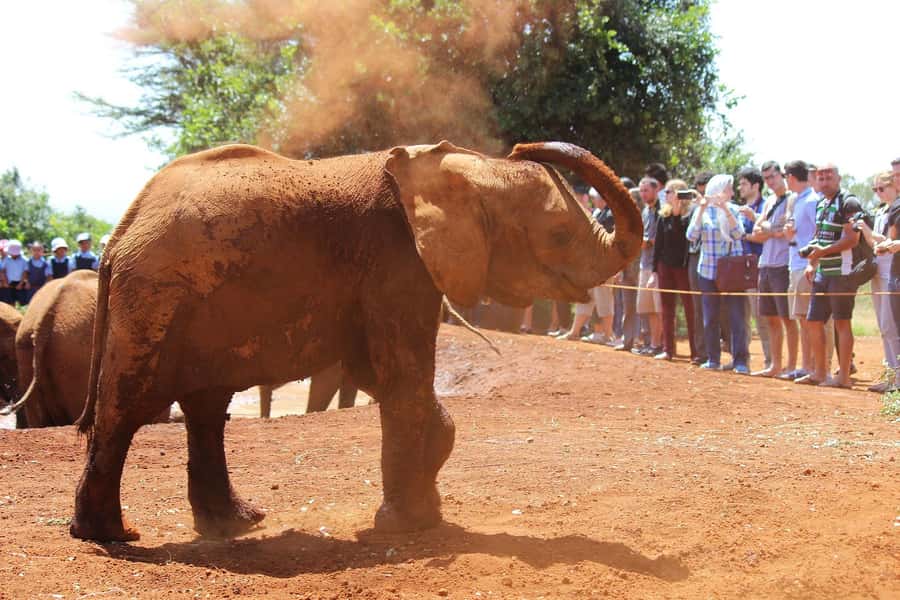 From Nairobi: Elephant Orphanage and Giraffe Center Day Trip - David Sheldrick Wildlife Trust: Baby Elephants, Milk Bottles, and Conservation