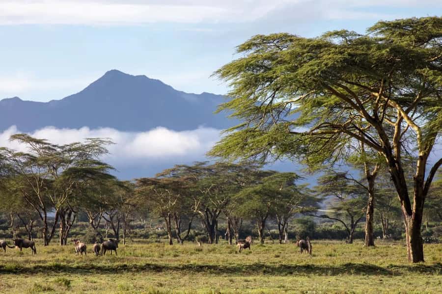 From Nairobi: Horseback Wildlife Safari with Transfer & Meal - Mounting up: how the 1-hour guided ride actually works